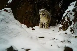 藏北羌塘草原监测到雪豹等珍稀野生动物影像 藏北羌塘草原监测到雪豹等珍稀野生动物影像
