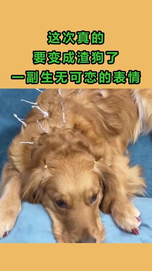  这次真的要变成渣狗了,网友一副生无可恋的表情