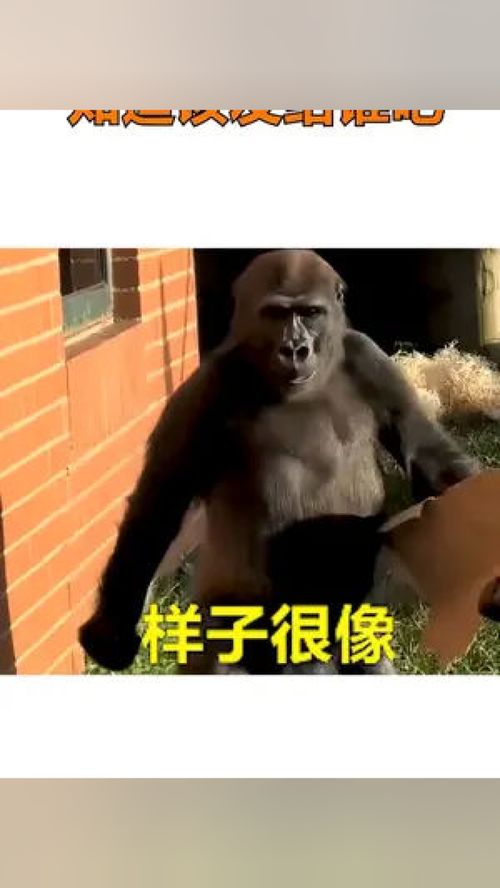  遇到了一个很像你的人表情包专治不开心发给对象表情看一遍笑一遍