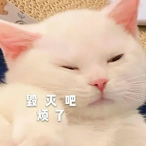  猫咪蛋崽表情包