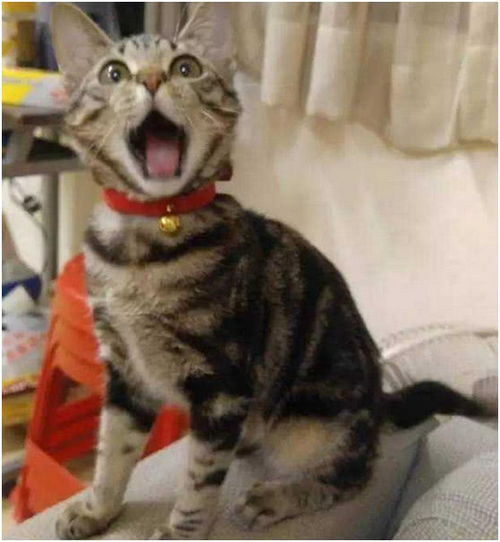  主人拿着小鱼干故意逗猫咪,猫咪急的表情都变了,下一秒主人笑哭