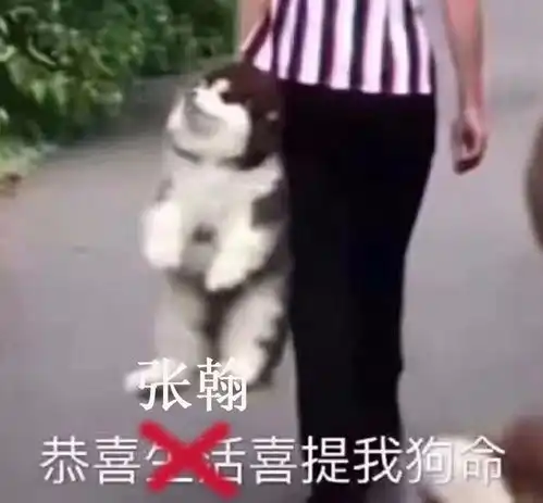 美了美了歌词表情包生活费