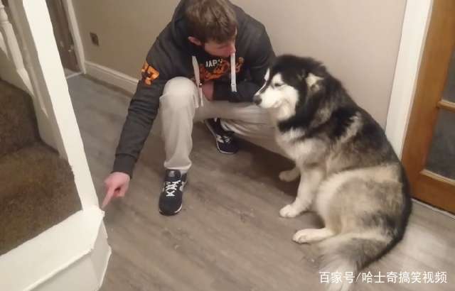  阿拉啃坏楼梯台阶,一说要打它态度就变了,翻脸比翻书还快