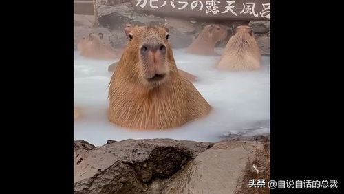 水豚情绪稳定,为什么它有治愈心灵的魔力 水豚情绪稳定,为什么它有治愈心灵的魔力