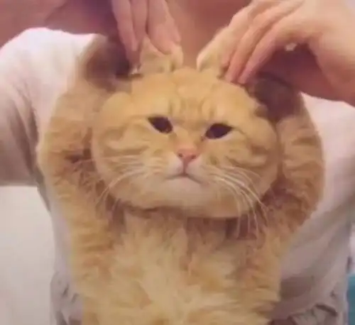 谁有这只猫的表情包带文字 谁有这只猫的表情包带文字