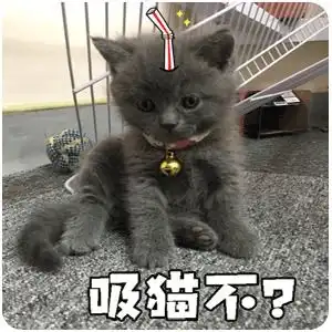 吸猫不大小煤球的日常表情 吸猫不大小煤球的日常表情