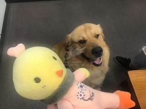 火锅终于练就新技能 火锅终于练就新技能