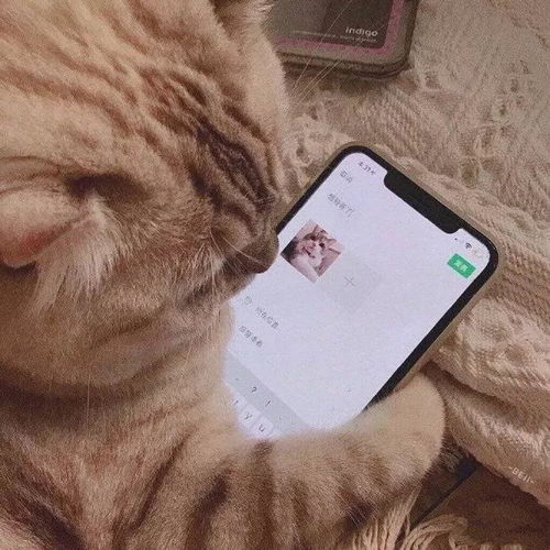  100张无敌沙雕又可爱的表情包好看死了快来收图