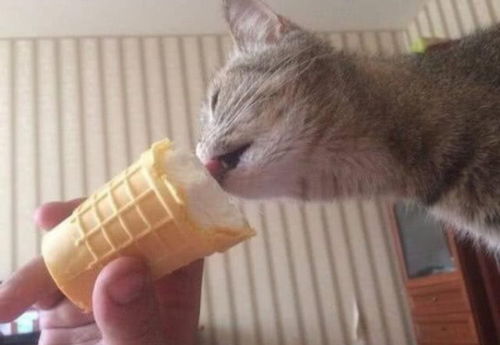  主人在吃冰淇淋,猫咪撒娇卖萌求得一口,吃后反应笑翻所有人