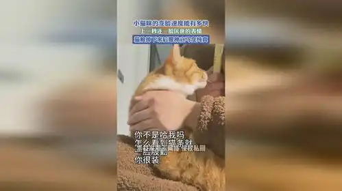 快拿掉表情包猫咪