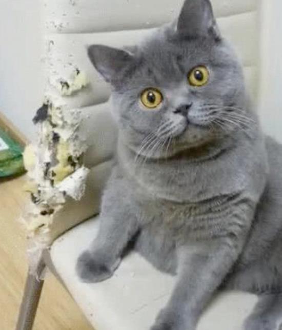  我怀疑,猫咪把我当成了仆人