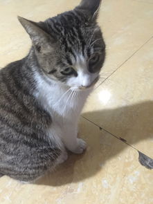  你的猫咪生无可恋的表情是怎样的