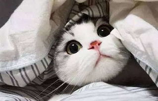  为什么圆脸比瓜子脸好看看完你就懂了