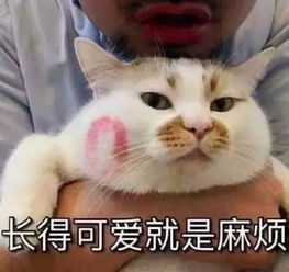  外国小哥实力演绎养狗和养猫的区别,我看着看着就哭了