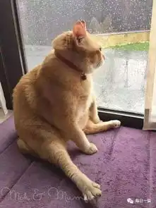  黑猫与橘猫同时爱上了一只猫,结果