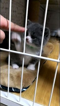  猫有表情吗