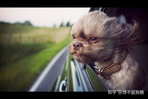  狗狗坐车为什么总喜欢把头伸出窗外,这几点原因,不容忽视