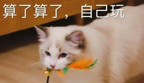 这些养猫的幸福感,你get到了吗 这些养猫的幸福感,你get到了吗