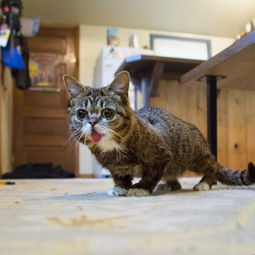  世界最可爱猫咪吐舌卖萌照