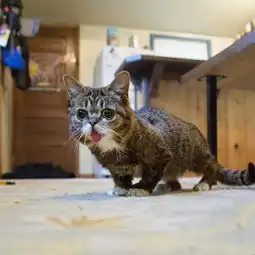 世界最可爱猫咪吐舌卖萌照 世界最可爱猫咪吐舌卖萌照