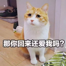  有些猫看起来很社会,但其实是个小可爱