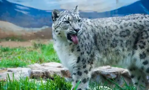 飞越城市去西宁,约会网红雪豹 飞越城市去西宁,约会网红雪豹