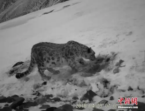 西藏藏北监测到雪豹等珍稀野生动物影像 西藏藏北监测到雪豹等珍稀野生动物影像