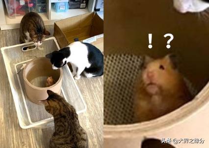  仓鼠被3只猫包围,惊悚的表情笑翻网友,仓鼠你们要干啥
