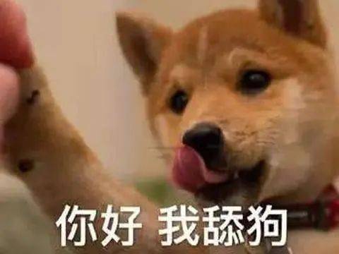  养狗知识狗狗经常舔人,是在向你暗示这5件事,宠主不要忽略