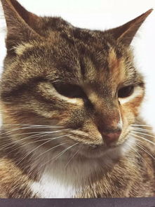 猫的表情包生无可恋开学