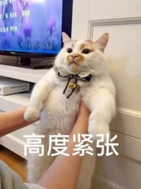  6只堪称明星级的猫咪最后这只让网友萌化