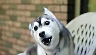 张若昀哈士奇表情包眼疾