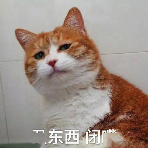  丑东西,闭嘴丨第195期喵表情