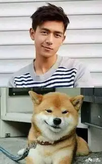 给男朋友道歉表情包柴犬