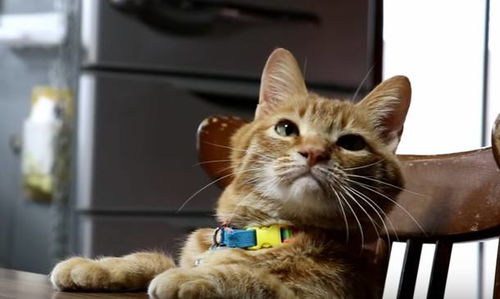  猫咪因为昨晚偷吃小鱼干今天被罚没有吃的它的表情搞笑了