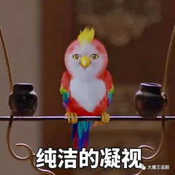  一只鹦鹉这么污戏还那么多赵丽颖的楚乔传把它带火了,感觉又是一个某宝爆款