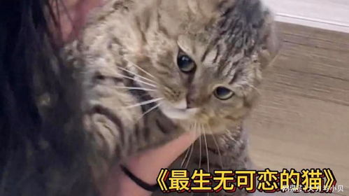  生无可恋的猫猫,差点被铲屎官吸猫吸崩溃