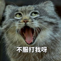  兔狲不服打我呀表情包