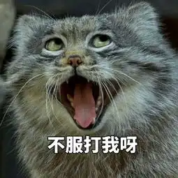 兔狲不服打我呀表情包 兔狲不服打我呀表情包