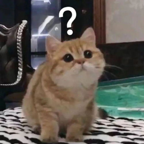 可爱的猫猫表情包