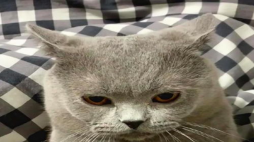 主人给小猫咪唱歌,小猫咪听到后一脸绝望的表情,好搞笑啊