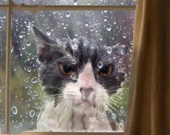 表情极具戏剧性的猫咪,全世界欠你们个小金人
