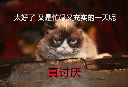  网红臭脸猫去世了,从此天堂多了个巨凶的天使