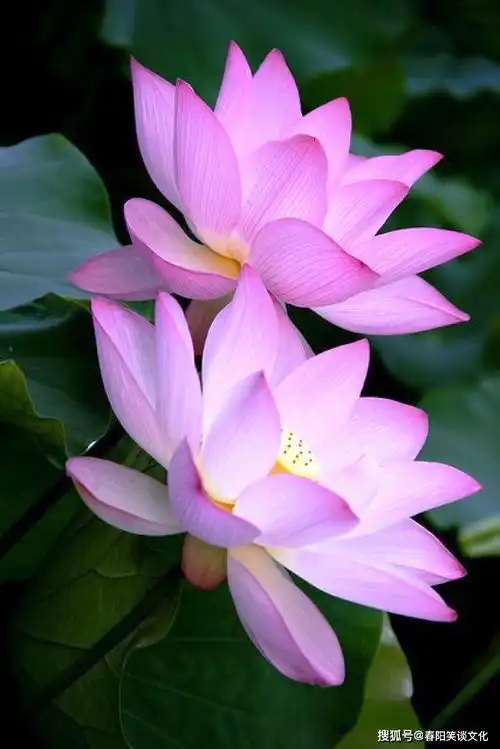 经典人生感悟句子,句句都是人生阅历,让人受益匪浅 经典人生感悟句子,句句都是人生阅历,让人受益匪浅