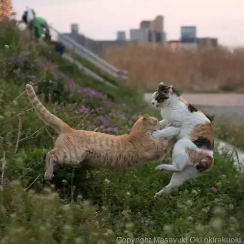 猫事打滚撒娇伸懒腰,这个摄影师拍街猫每张都能做成表情包 猫事打滚撒娇伸懒腰,这个摄影师拍街猫每张都能做成表情包