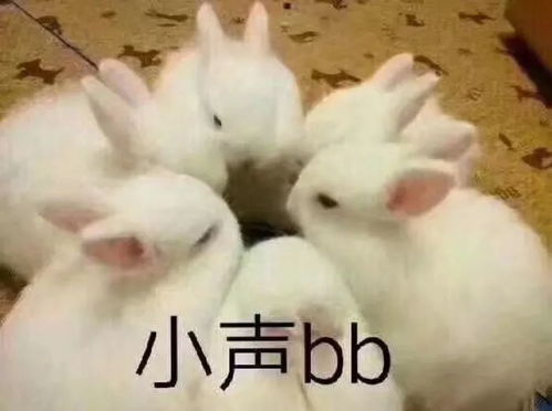 小灰兔可爱的表情包小企