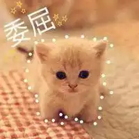 布偶猫委屈巴巴表情包微信头像图片大全 布偶猫委屈巴巴表情包微信头像图片大全