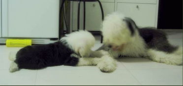  养条傻傻的古牧给它剪个齐刘海叫它王八蛋你也来贴图,有米加哦