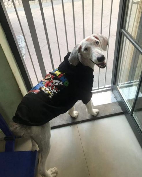  受伤古牧被弃街头,主人的一封信让人看了沉默