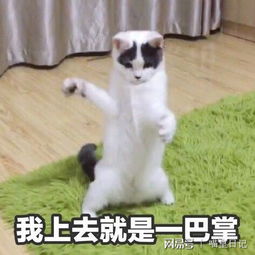  让猫咪痛苦的5件事,不怕被挠的来试试最后一个